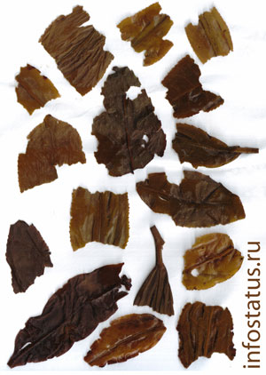 листья заваренного чая шэн пуэр