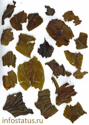 заваренные листья зелёного чая