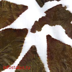 окисленные кончики листьев улуна Тегуаньинь